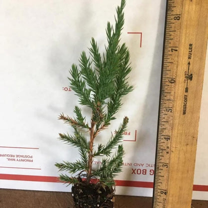 Spiny Greek Juniper (1)