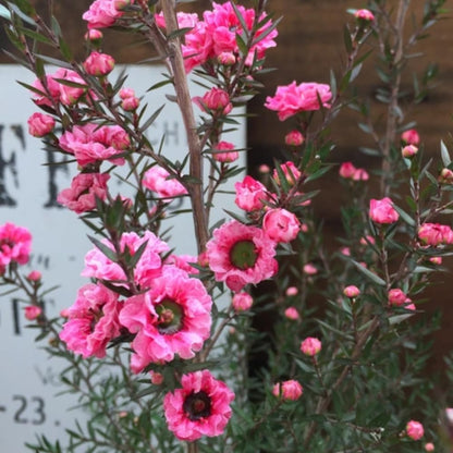 Manuka Tea Tree Plant, Pink Leptospermum Tree Live Plant, 4 to 7 Inc Long, Bush Plants for Growing