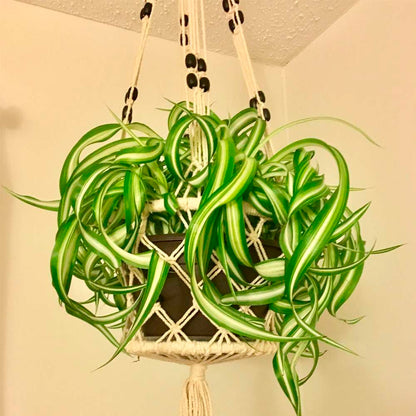 Spider Plant Bonnie Live Plant for Indoor | Different Houseplants in 4'' & 6'' Pot | Real House Plant for Living Room, Office, Desk & Bathroom | Chlorophytum Comosum | Airplane Ivy