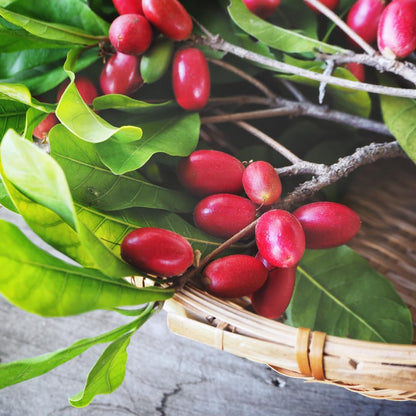 Miracle Fruit Tree Live Plant, Edible Miracle Berry Plants, 1-2 Ft Tal in 3 Gallon Pot for Indoor or Outdoor Planting, No Ship CA