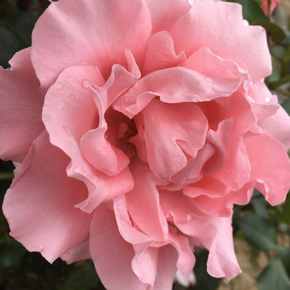 Heirloom Roses Rose Plant - Paris de Yves St. Laurent ™ Pink Rose Bush, Hybrid Tea Live Plant for Planting Outdoors