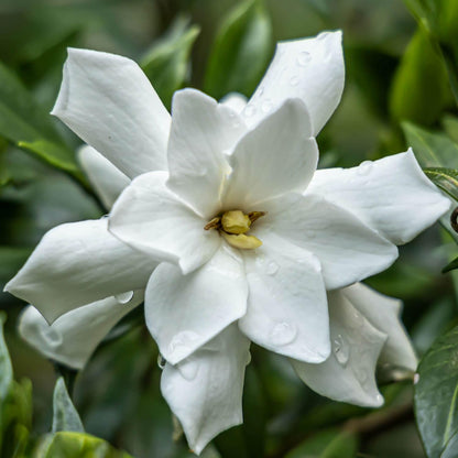 Frost Proof Gardenia (2.5 Gallon) Flowering Evergreen Shrub with Glossy Green Foliage and White Fragrant Blooms - Full to Part Sun Live Outdoor Plant