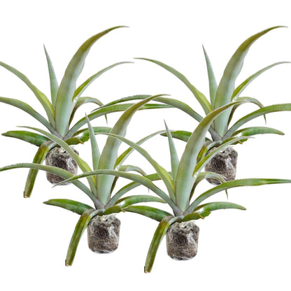 4 White Jade Pineapple Fruit Trees Live Plants, Pineapple Seedlings for Backyard Gardening, Pineapple Plants Live