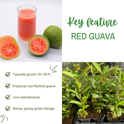 Red Guava Tree Live Plant, Edible Sweet Guava Fruit, 8 to 10 Inches Tall, Ideal for Backyard, Patio and Landscape