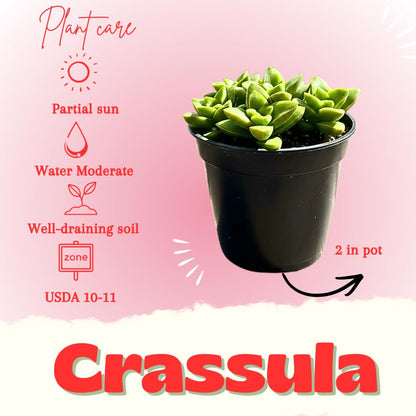 Crassula Live Plant, Crassula Live Succulent Plant, Pink Flower, 2 Inch Pot for Indoor Houseplant