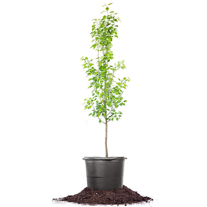 Perfect Plants Ayers Pear Tree 4-5 Feet | Live Trees for Outdoor Planting | Sweet Fruit for Fresh Eating or Canning | Sugar Pear Fruits Delicious and Healthy