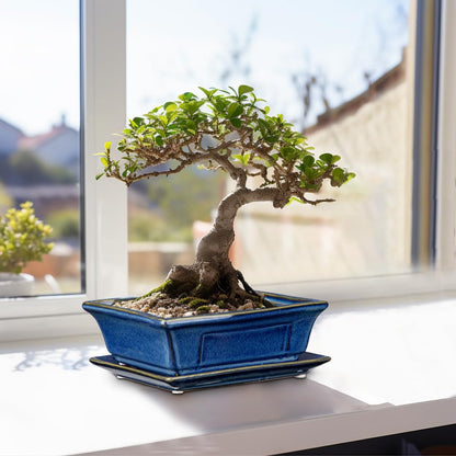 Villa Como Bonsai Pots Small Shallow Succulent Planters for Live Bonsai Trees Set of 2, 7.5" Ceramic Pot for Succulents Indoor with Drainage Hole and Saucer, Outdoor Cactus Plant Bonsai Pot