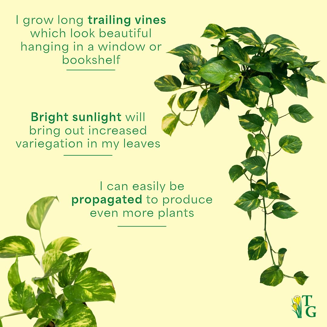Thorsen's Greenhouse Golden Pothos, Live Indoor Vining Plant, Easy to Grow, Variegated Houseplant, Natural Air Purifier (Terra Cotta, 4-inch Pot)