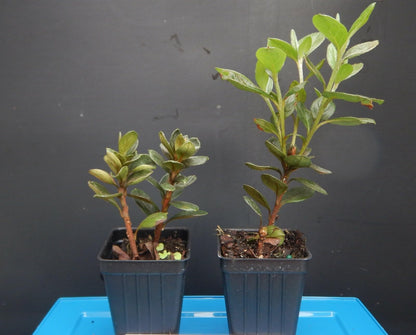 Live Plant - Midnight Flare - Azalea Rhododendron Deciduous Small Rooted Starter Plant