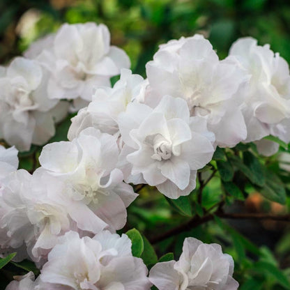 Live Plant - Hardy Gardenia Azalea Rhododendron Deciduous Starter Plant Double White Blooms