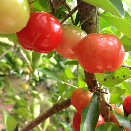 Set of 2 Live Barbados Cherry Tree Plant, Acerola Red Cherry Tree, Tropical Fruit Plant, 4-8 Inches Tall, Ready for Growing