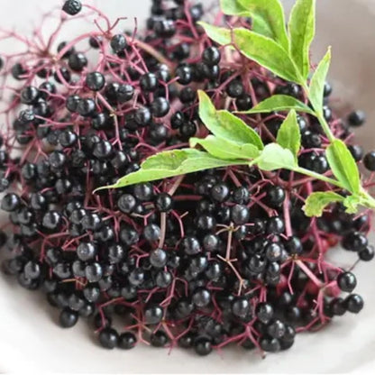 2 Elderberry Bushes Live Plants, 9 Months Old 5-9" in Tall Seedling, Elderberry Plants Live for Planting, Cold Hardy, Zones 3-8