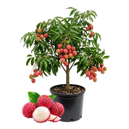 Lychee Trees Live Plants, Lychee Fruit Tree, 2-3 Feet Tall, 3 Gallon Pot, Fragrant and Sweet Tropical Fruit Tree, Outdoor Growing, No Ship to CA