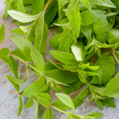 Lemon Verbena Plant, 4-Inch Tall, Well Rooted, Easy Care, Aromatic and Edible Herb Live Plant, Ideal for Containers, Patio & Outdoor Planting