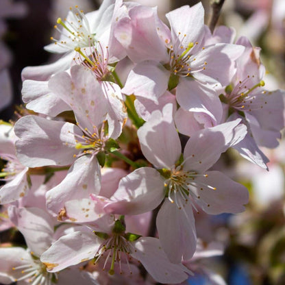 Cherry Blossom Tree, Live Ornamental Tree 6-12" Tall in Pot, Beautiful Spring Blooms for Outdoor Planting (Autumn Cherry Blossom)