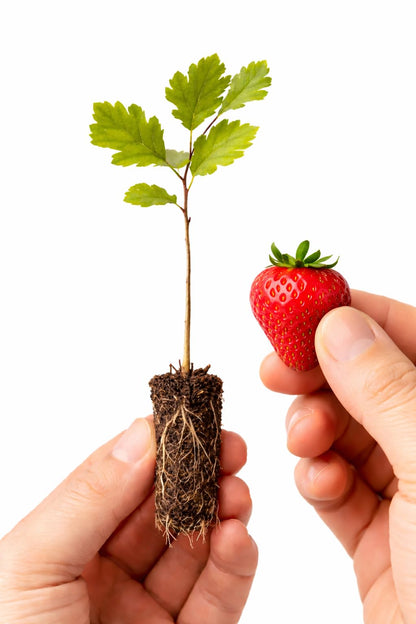 White Oak Tree (Quercus alba) – Live Bare Root Plant, Native Hardwood, Ready to Plant (2-4 inch Seedling)