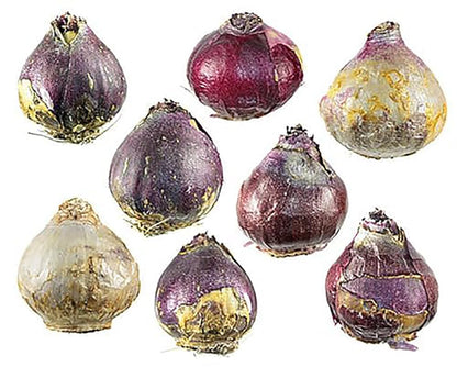 10 Large Mixed Hyacinth Bulbs - 16-17 cm, Includes Purple, Blue, White, Pink, Yellow, Orange, Peach & 10 Varieties for a Stunning Spring Garden