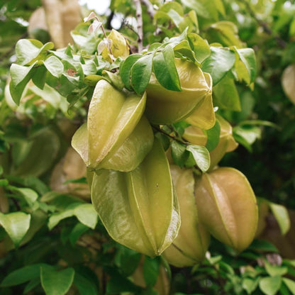 Starfruit Tree Live Plant 3 Gallon 2 to 3 Feet Tall, Live Sweet Tropical Starfruit Fruit Tree for Garden, No Ship to CA