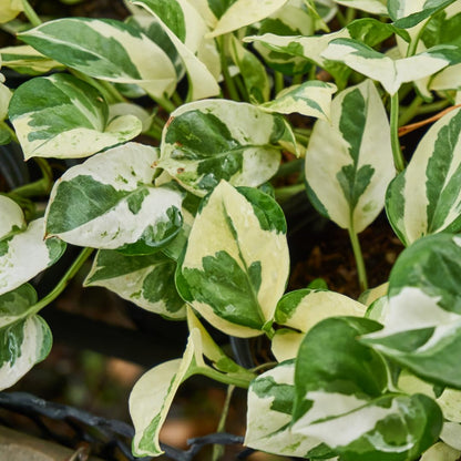 Set 2 N’Joy Pothos Live Houseplant, Variegated Pothos Plant, 3 Inches Pot for Indoor or Outdoor Growing