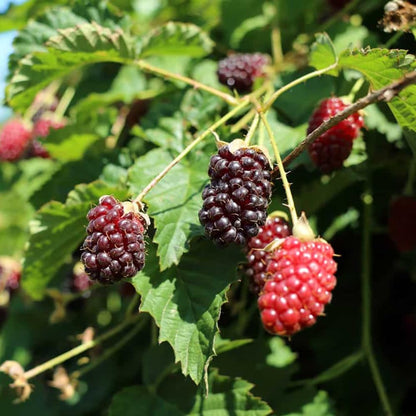 2 Boysenberry Plants Live 5 to 8 Inch Tall, Sweet Boysenberry Trees Live Plants for Planting Indoor Outdoor