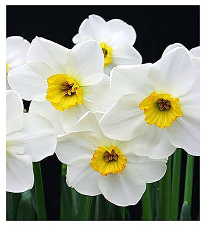 5 Ice Follies Narcissus Bulbs - Top Size Daffodil Bulbs