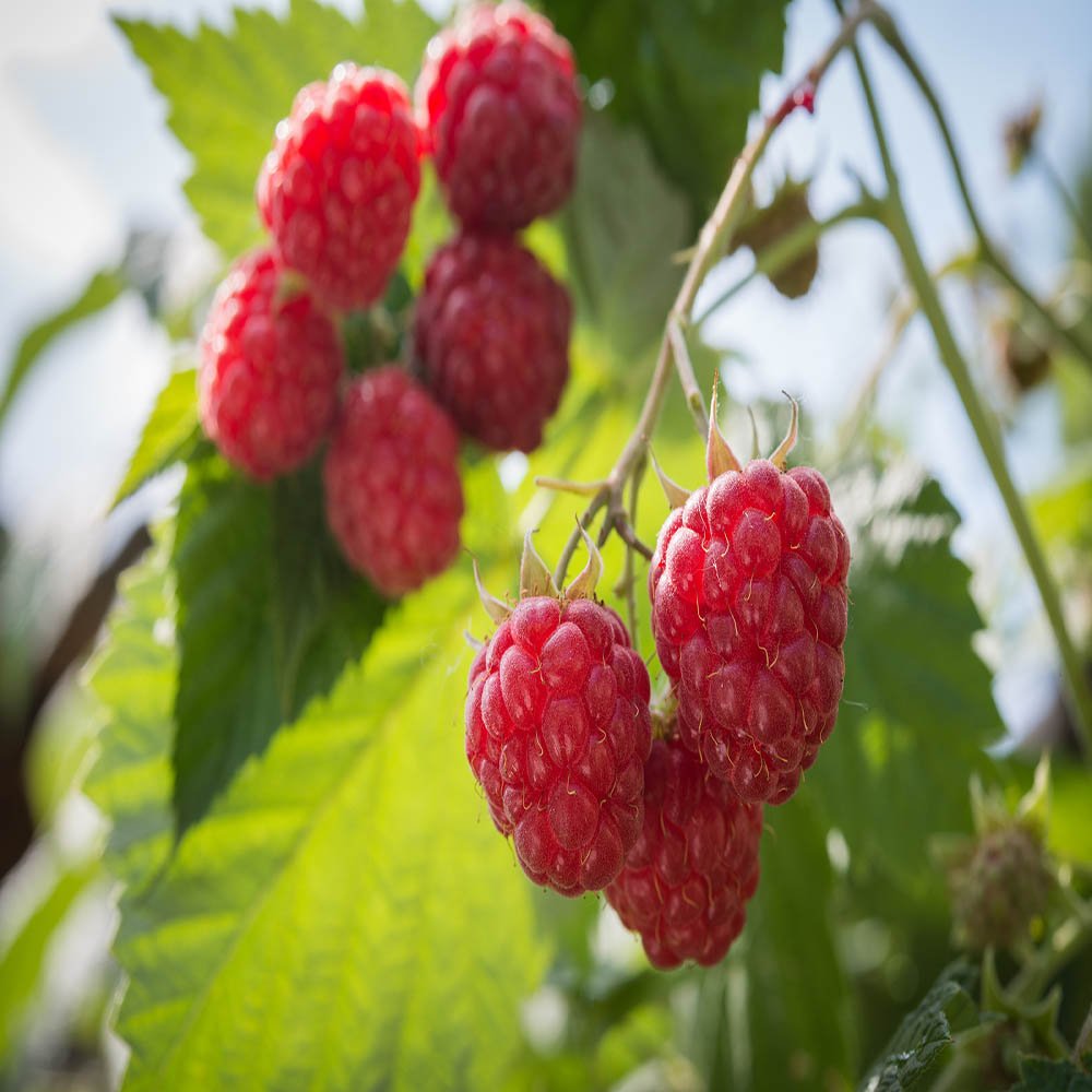3 Caroline Red -Raspberry Plants (Pack of 3 Bare Root) -Delicious-Organic Grown