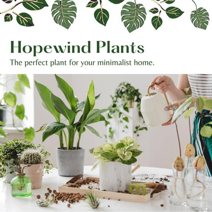 Hopewind Plnats Shop - Philodendron hederaceum Brasil, Rare Variety, Live Indoor Plant, 4 inch Pot