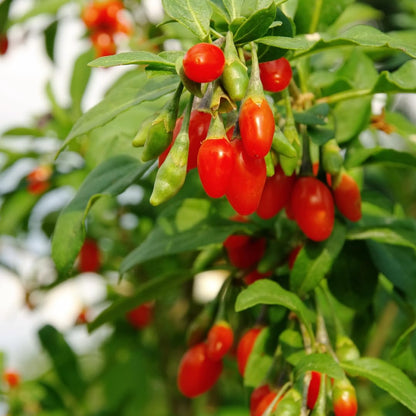 Live Red Goji Berry Plant, Goji Berry Bush, Sweet Fruit, 3-5 Inches Tall for Planting, No Pot