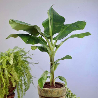 Live Plant - The Hua Moa Banana/Hawaiian Plantain (Musa Acuminata) Live Plant