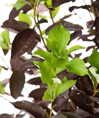 Live Plant - 2 Canada Red Choke Cherry Trees - Live Plants - 8-14" Tall Seedlings - 3" Pots