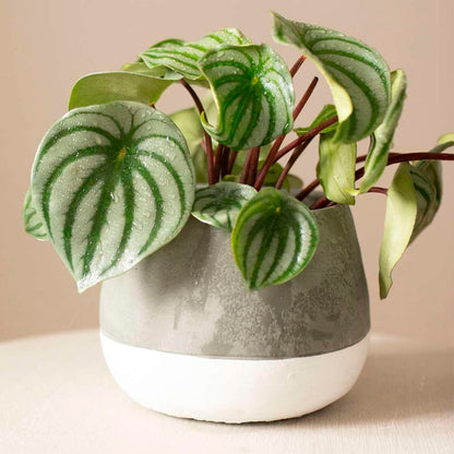 Peperomia Watermelon Live Plant for Indoor | Different Houseplants in 4'' & 6'' Pot | Real House Plant for Living Room, Office, Desk & Bathroom | Begonia | Peperomia argyreia