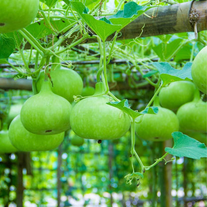 Indian Round Bottle Gourd Seeds for Planting, Easy to Grow Vegetable Seeds for Home Garden, Terrace Gardening, Balcony Planters, and Outdoor Growing (Pack of 25)
