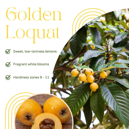 Loquat Tree Live Plant, Sweet Loquat Plant, 2 Feet Tall, 3 Gallon Pot, Ideal for Garden and Patio, No Ship to CA