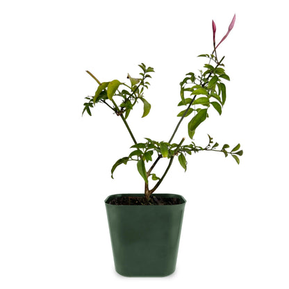 My Shelfie - Mini Pink Jasmine Plant Vine, Jasmine Plant Starter in 2-Inch Pot, Live Plants Outdoor Setting, Jasmine Plant Live Grows to 3-5 Inches, Pet-Friendly, 1-Piece