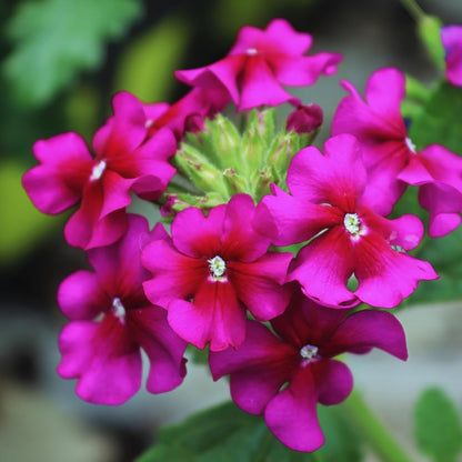 2 Pink Verbena Plants Live for Planting, Colorful Blooming Flower Plant, Verbena Live Plants, 5 to 7 Inc Tall