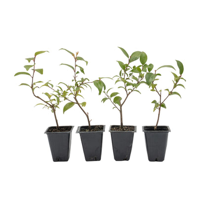 4 Xylosma Congestum, Live Plants – Shiny Xylosma in 2.5” Nursery Cubes – Fast-Growing, Low-Maintenance Evergreen Shrub for Hedges & Landscaping