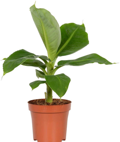 American Plant Exchange Dwarf Banana Plant – Live 6-Inch Potted Tropical Houseplant, Fast-Growing Fruit Tree with Lush Green Foliage for Indoor Jungle Décor, Patios, and Edible Gardens
