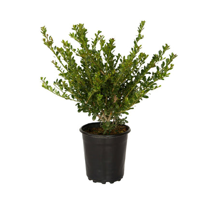 Japanese Holly Ilex Compacta (2.5 Quart) - Low-Maintenance Evergreen Shrub - Live Plant in Pot - Dense Green Foliage