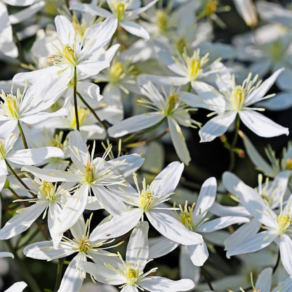 3 Sweet Autumn Clematis Plants Live Well-Rooted in 4” Pots, Fast Growing Fragrant Flowering Vine for Outdoor Garden and Trellis