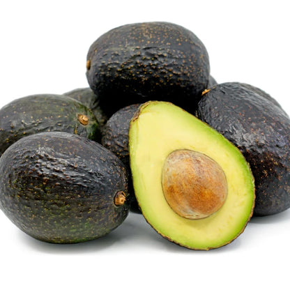 Cold Hardy Avocado Tree Live Plant 6-12" Indoor Outdoor Growing Zones 5-11, Smooth and Sweet Tropical Fruit Trees