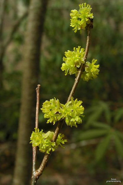 Live Plant - Northern Spicebush Shrub/Bush - 12-18" Tall Live Plant, 4" Pot - Lindera Benzoin