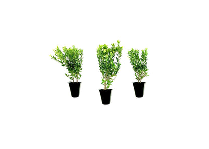 Hoogendoorn Holly Shrub I 3 Live Plants I Ilex Crenata | Lustrous Evergreen for Hedging, Privacy Screens, and Decorative Accents