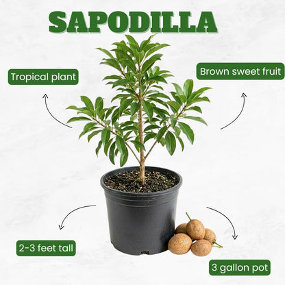 Sapodilla Tree Live 2 to 3 Feet Tall, Sapote Fruit Tree Plant for Growing, 3 Gallon Pot, No Ship to CA