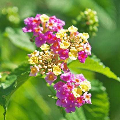 2 Lantana Plants Live, Lantanas Live Plants for Planting Indoor Outdoors, Perennial Flowers, 4-9 Inch Tall Well-Rooted (Pink Lantana)