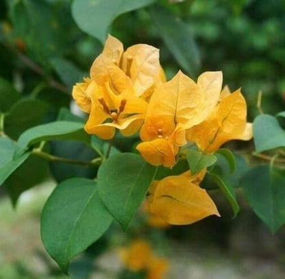 Yellow Bougainvillea Live Plants - 2 (Two) California Gold Bougainvillea 4 to 6 Inches Starter Plants - Live Bougainvillea Plants - Live Flower Plants