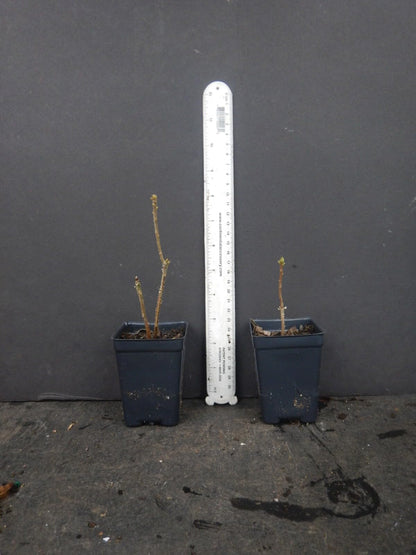 Live Plant - Dancing Rabbitaromi Azalea Rhododendron Deciduous Small Starter Plantdormant!