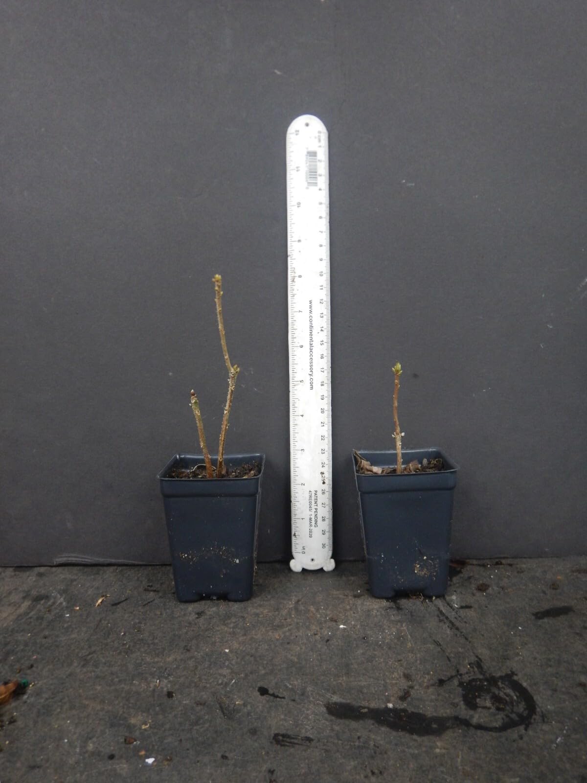 Live Plant - Escatawpaaromi Azalea Rhododendron Deciduous Small Starter Plant