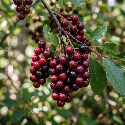 Chokecherry Plant Live, Chokecherry Plant for Planting, 7-9 Inc Tall, Hardy Edible Berry Shrub for Garden and Backyard Growing