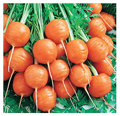 Round Baby Parisian Carrots Seeds A Delicacy Prised by Gourmet Restaurants Delicious Carrot Vegetable Seeds - 1000 Seeds