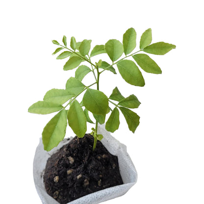 Curry Leaf Plant. Live Plant. Fragrant, Beautiful, Edible. Easy Grow. Indian Cooking Must Have. Murraya Koenigii. (1 Sac)